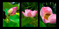 Lotus Panels