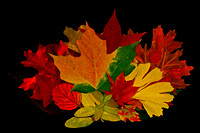 Autumn Leaves 2