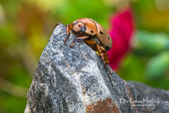 Meet the Beetle (Rock...no Roll)
