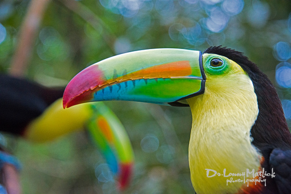 Toucan of Color 1