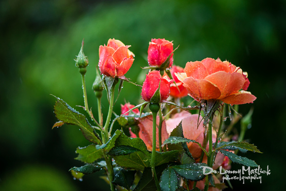Rain on the Roses Friday