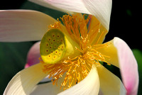 Lotus Flower 3