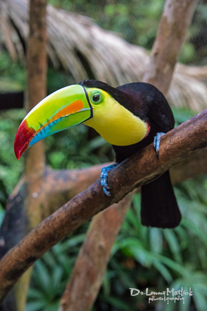 Toucan of Color 3