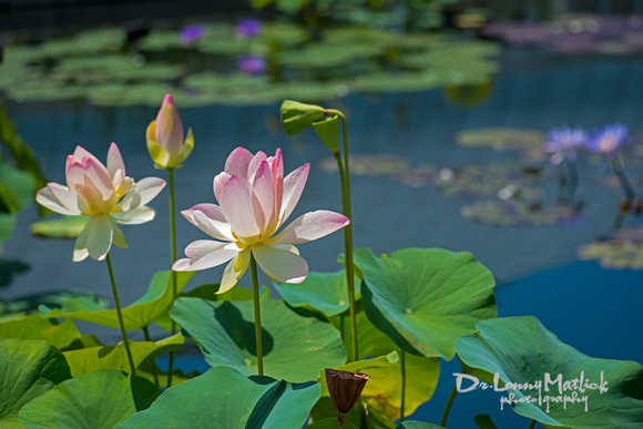 Lake Lotus