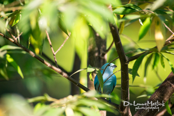 The Blue Tanager of Happiness