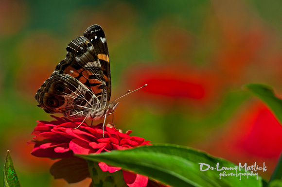 Sweet Painted Lady