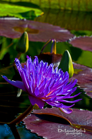 Pond and Purple
