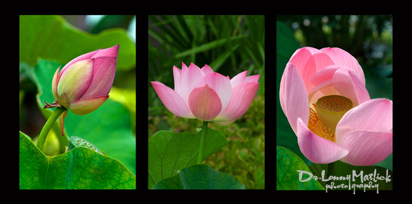 Lotus Panels
