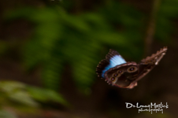 Morpho on the Move