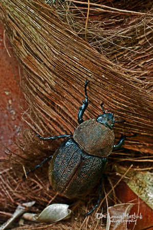 Meet the Beetle
