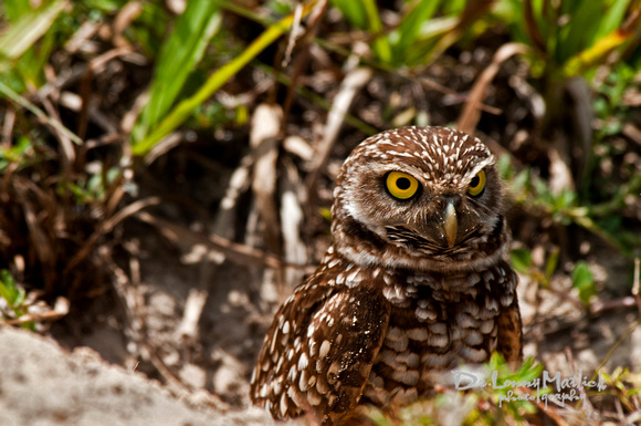 Owl Pal 1